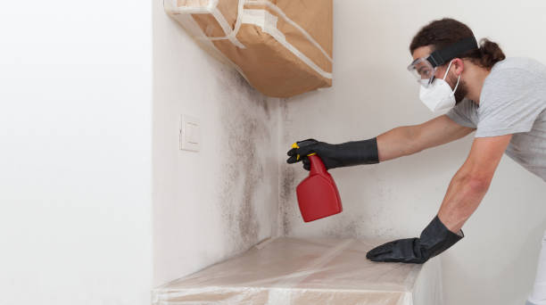 Professional Basement Mold Removal technician working in Medina, WA