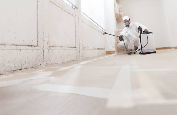 24/7 Emergency Basement Mold Removal experts in Medina, WA