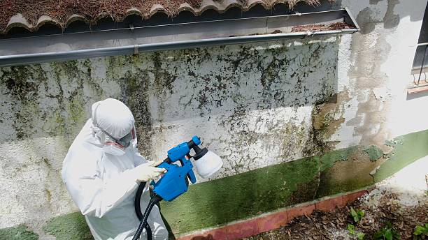 Top rated local Basement Mold Removal specialists in Medina, WA